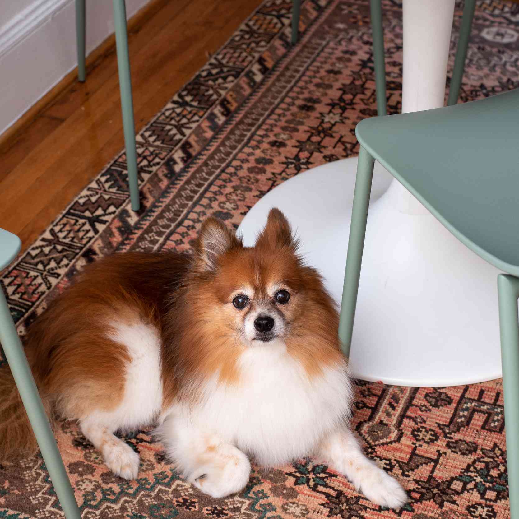 一只狗坐在旧地毯上