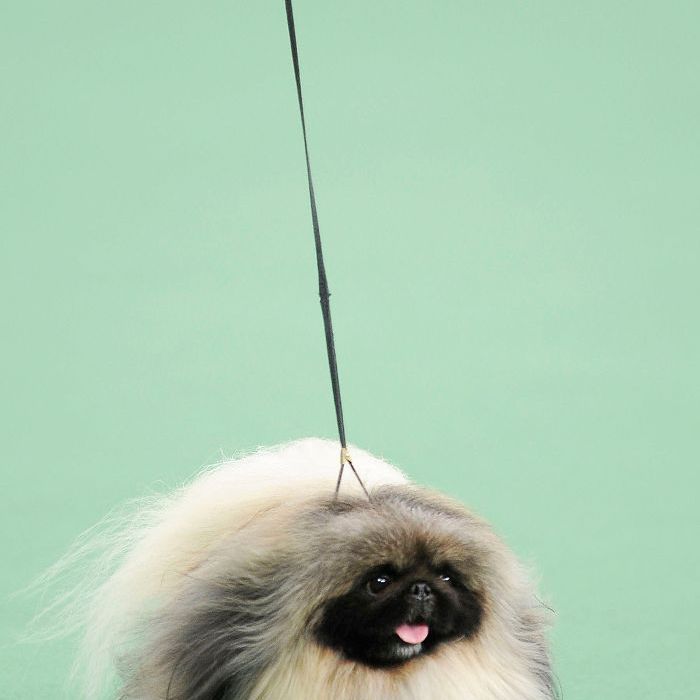 北京十大最美丽的狗狗品种