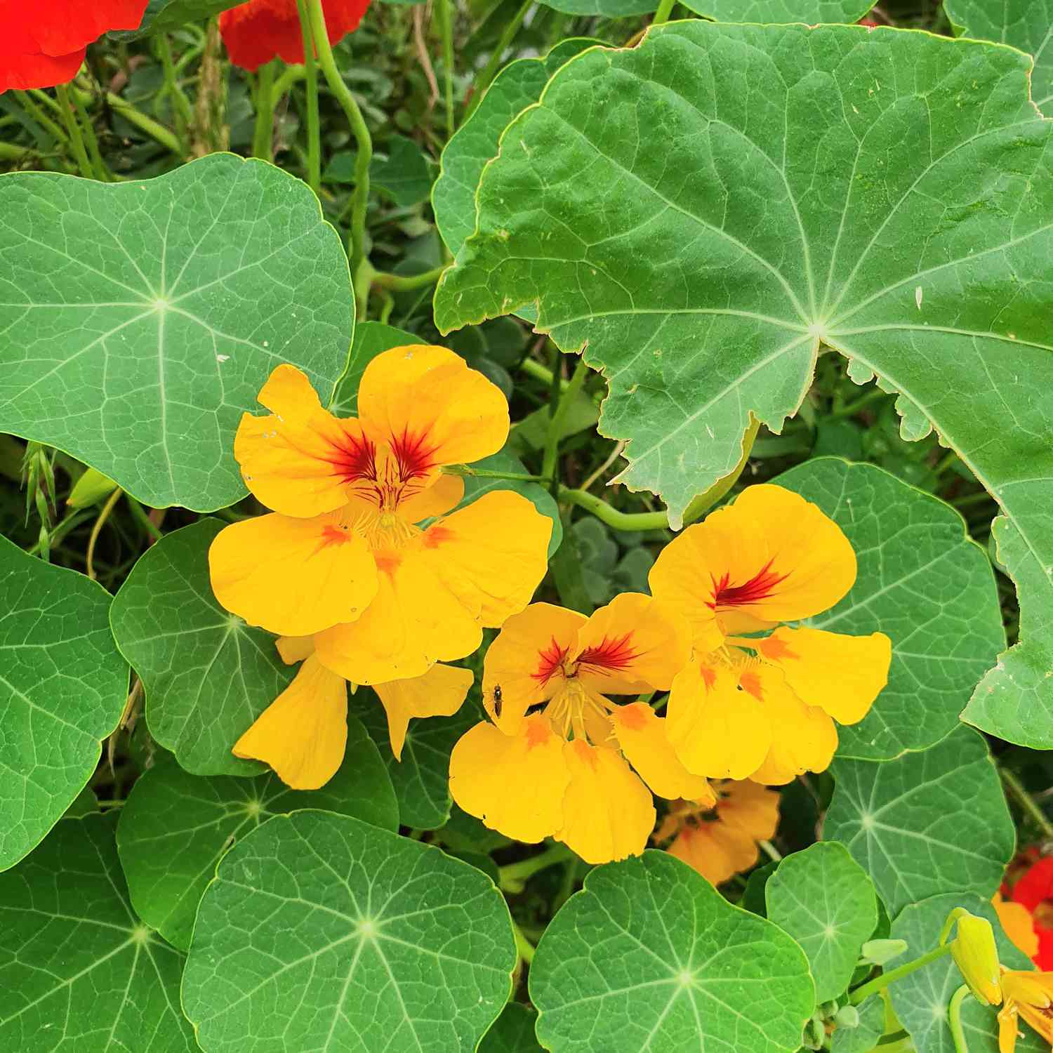 花园里的旱金莲花开着橙色和黄色的花