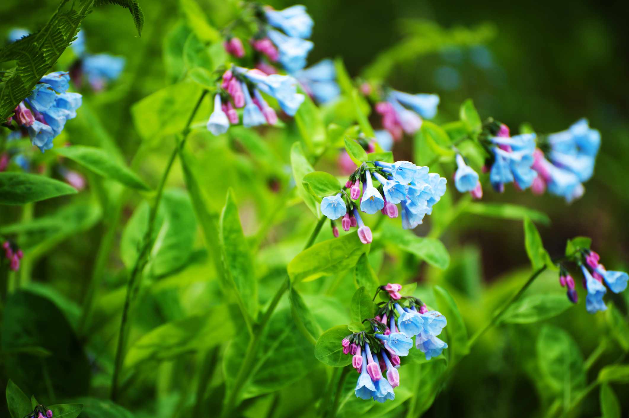 桃红色和蓝色弗吉尼亚蓝铃花花与绿色词根和叶子