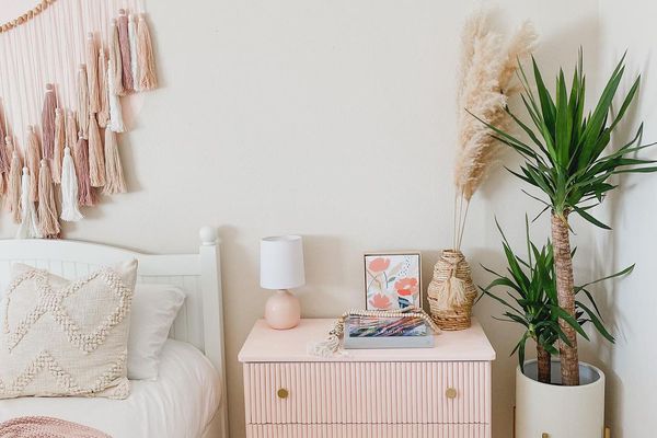 廉价的植物德拉赫纳