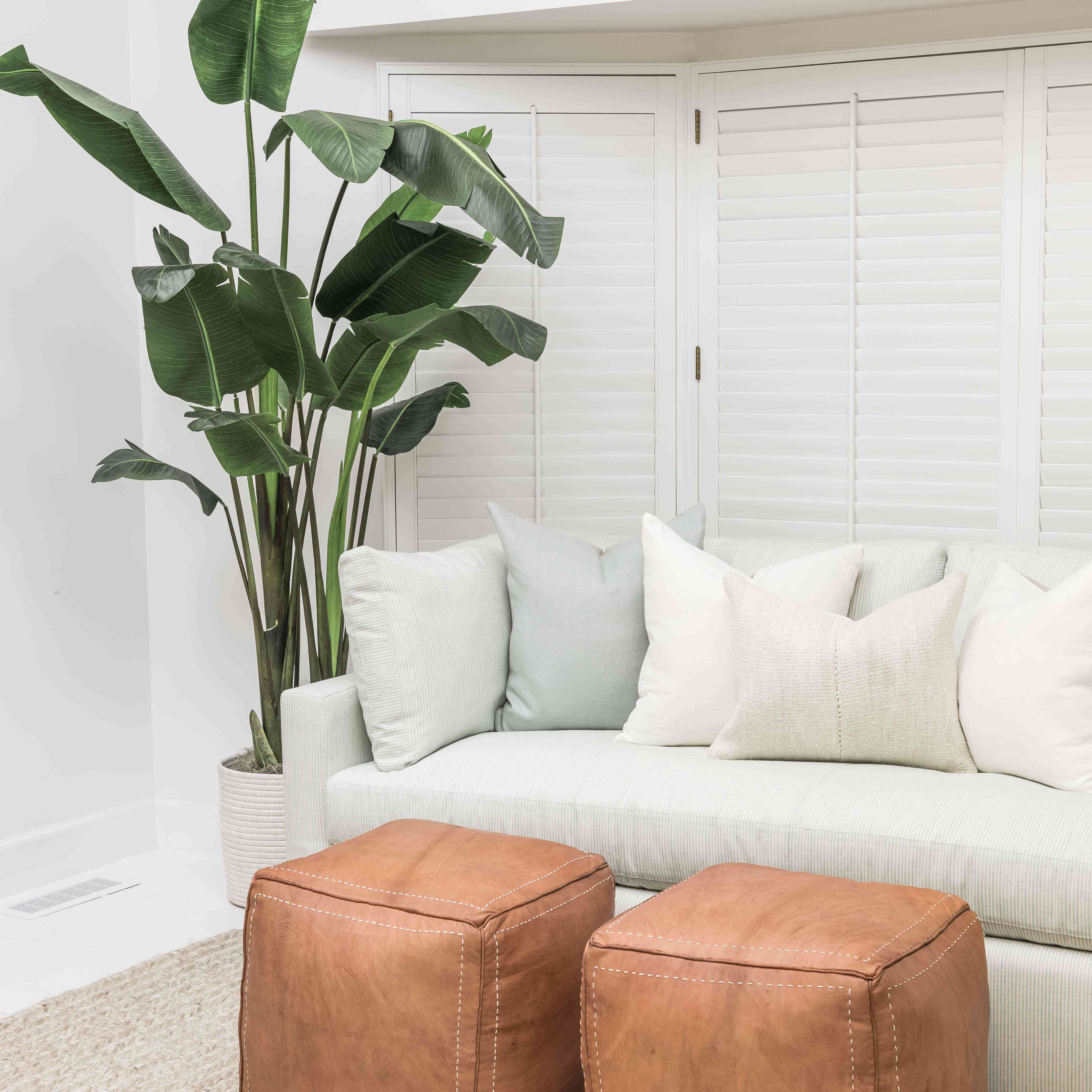 托儿所的大香蕉植物。