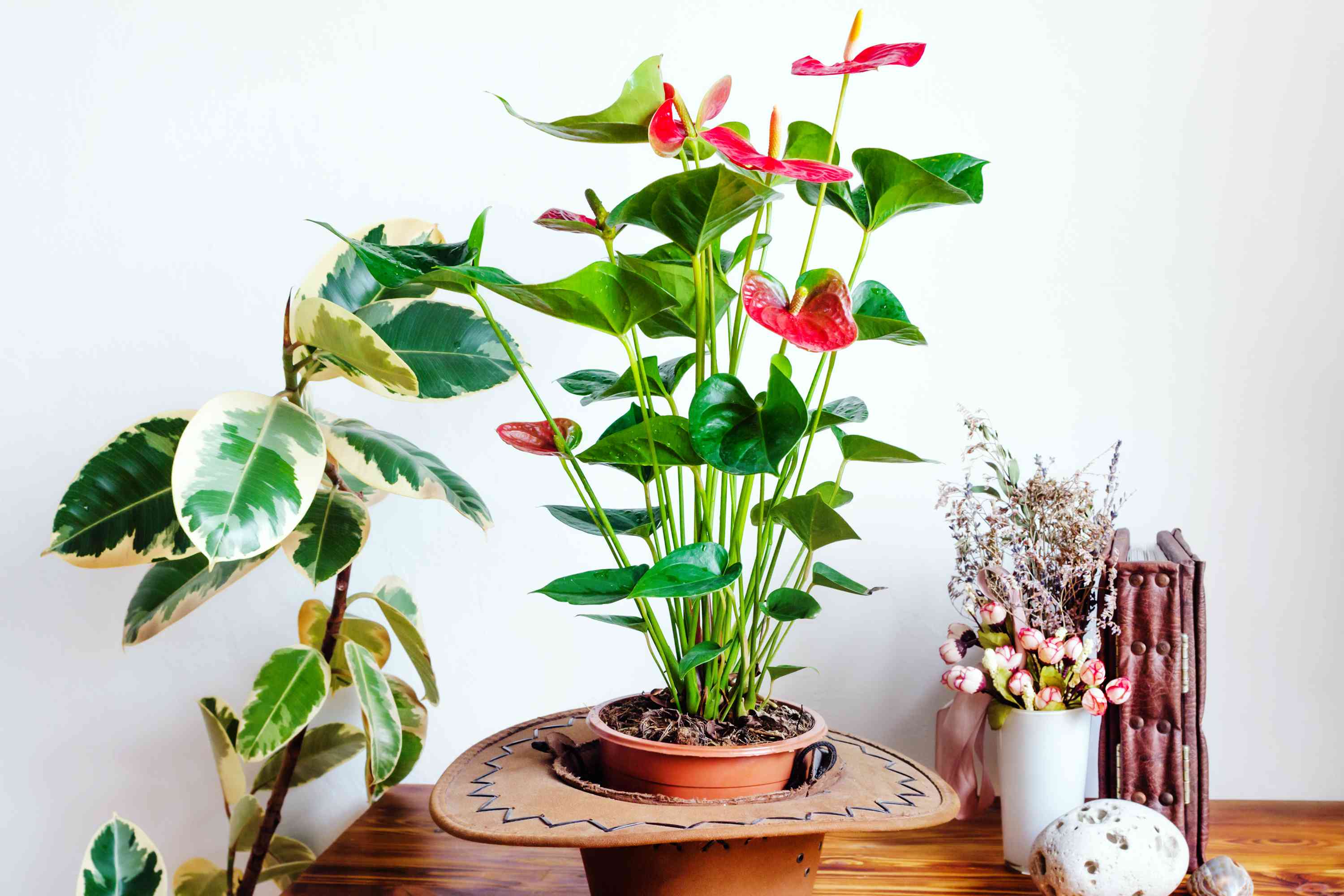 红掌和橡胶植物