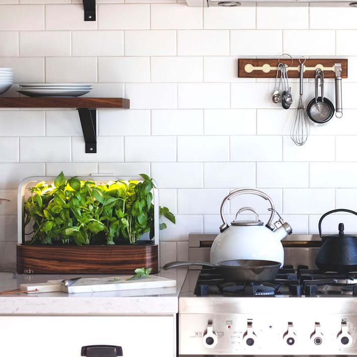 在厨房里有一个小花园