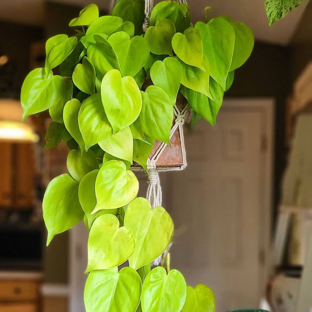 柠檬柠檬花在流苏衣架