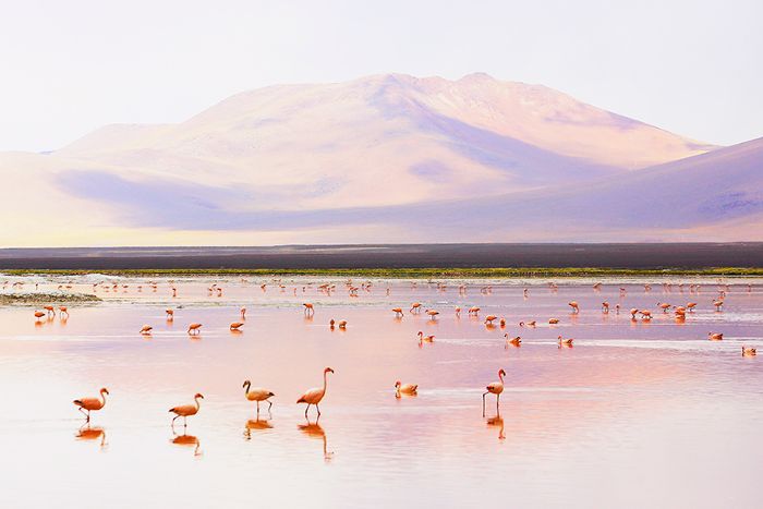 玻利维亚的桃红色泻湖