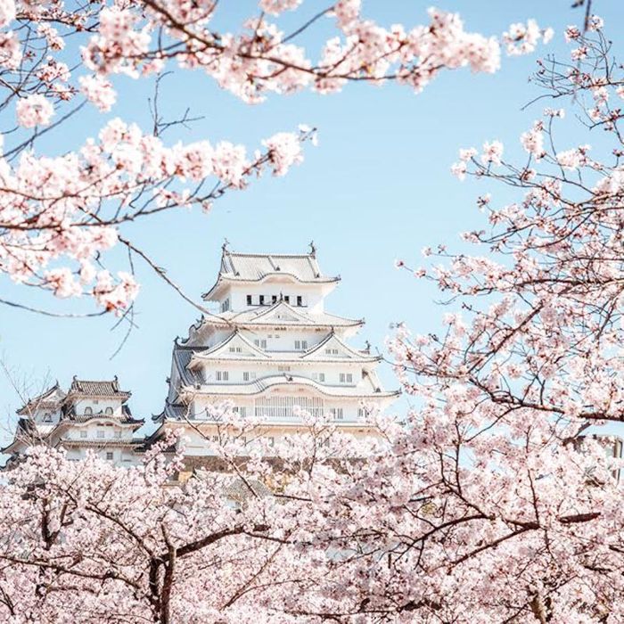 日本樱花
