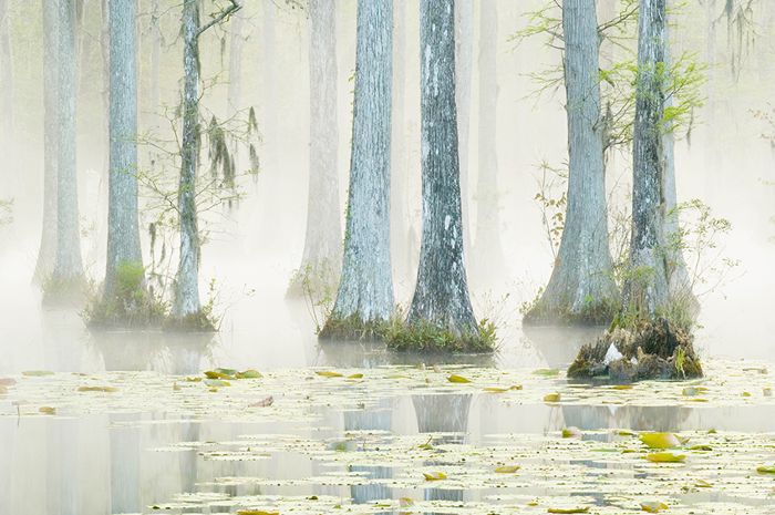 美国南部的柏树花园