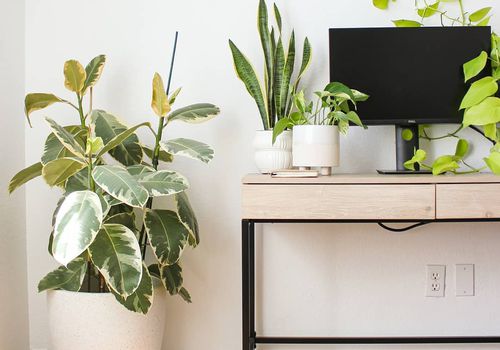 热带榕属植物tineke