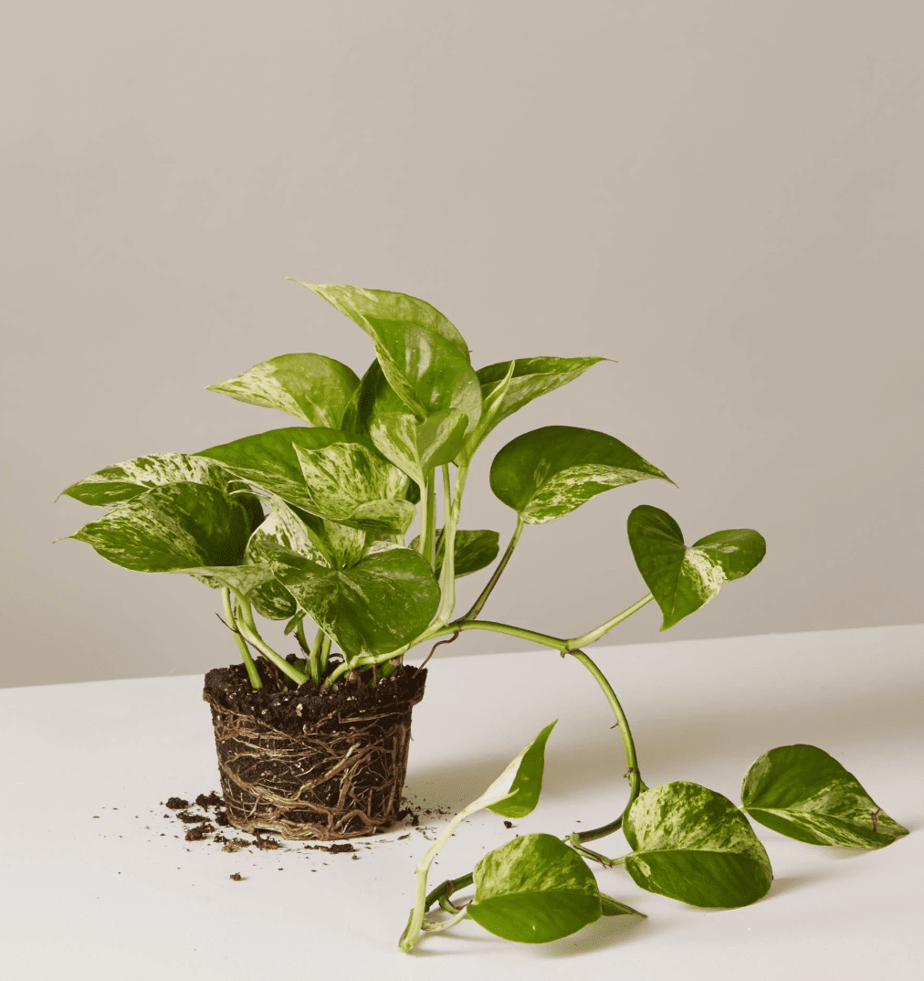 柑子大理石厂窗台