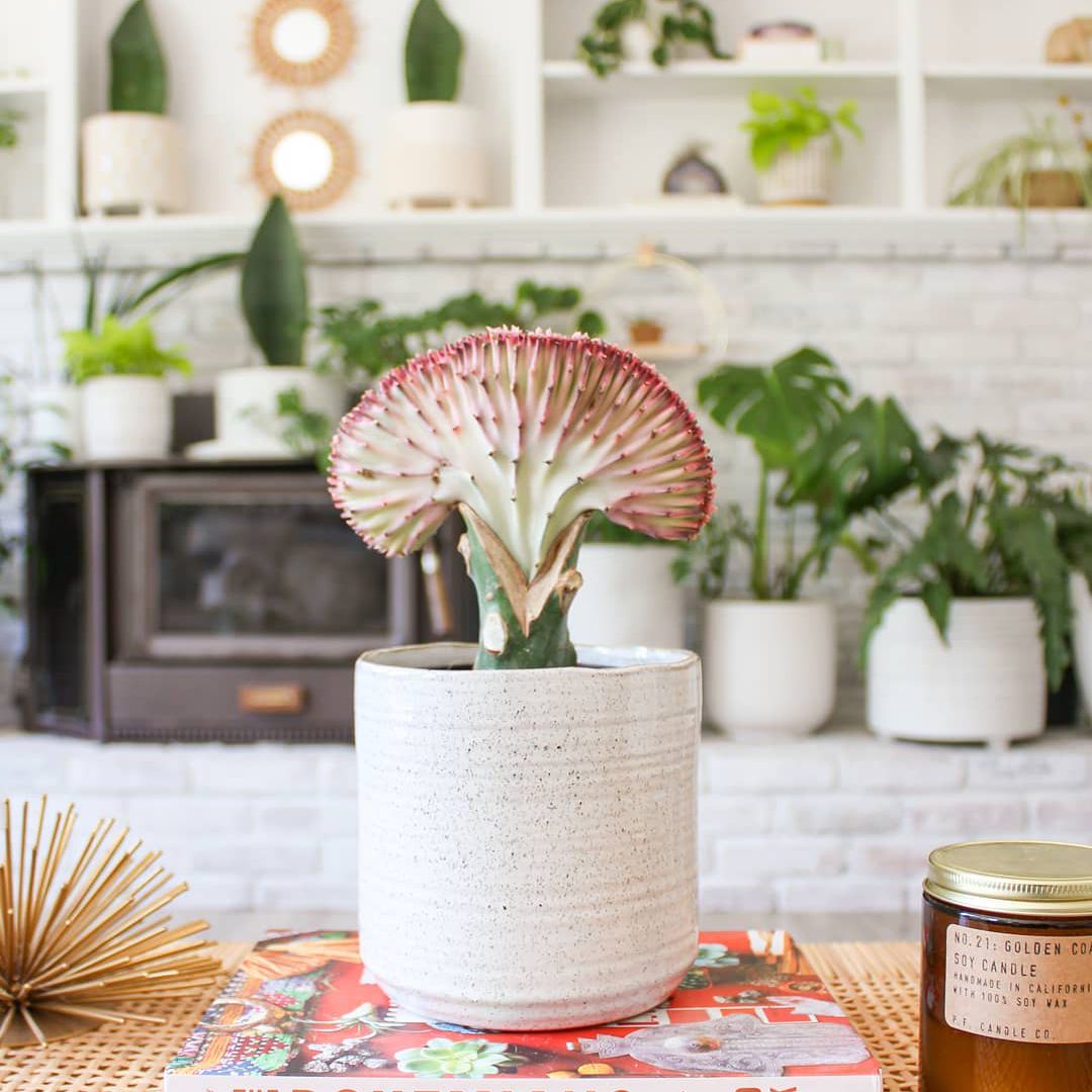 珊瑚仙人掌桌上