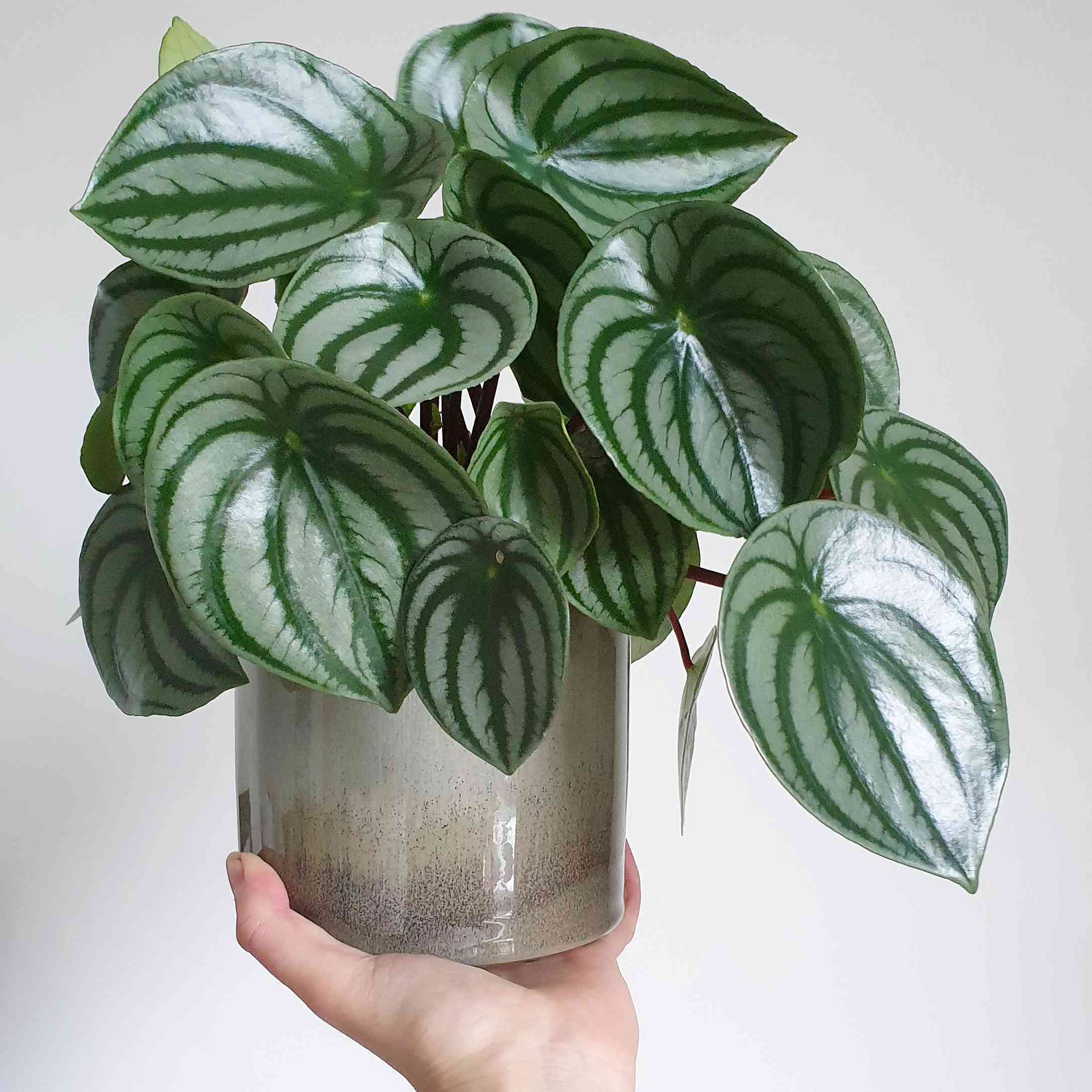 在白色背景灰色陶瓷罐手保持西瓜椒草植物