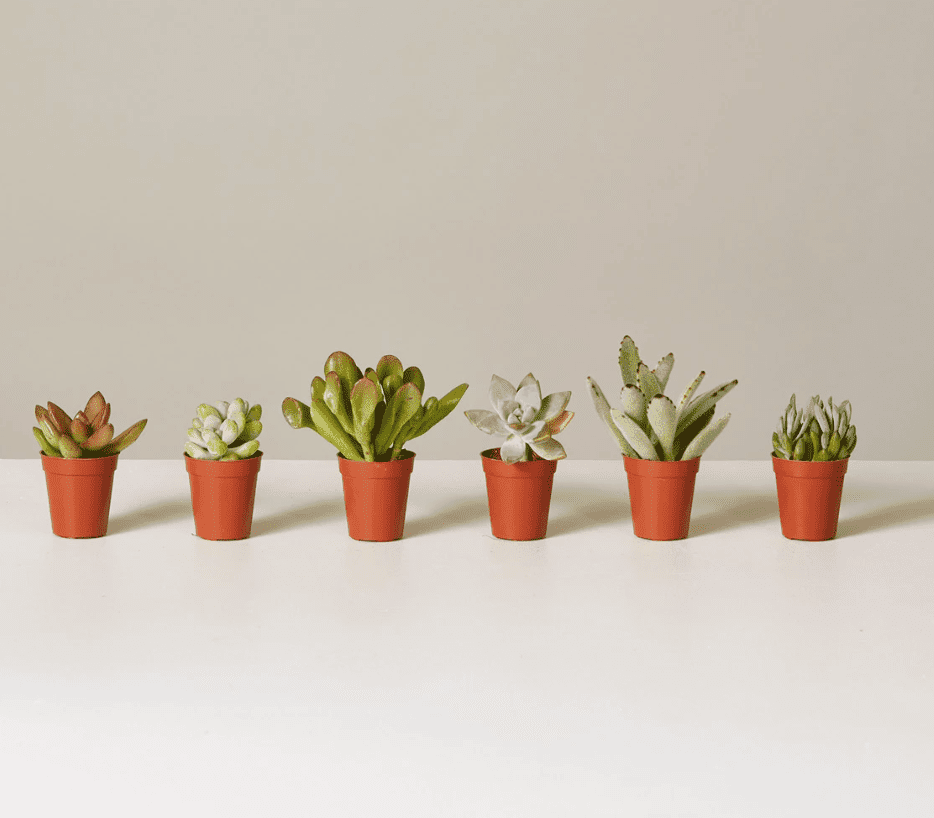 多汁的分类窗台