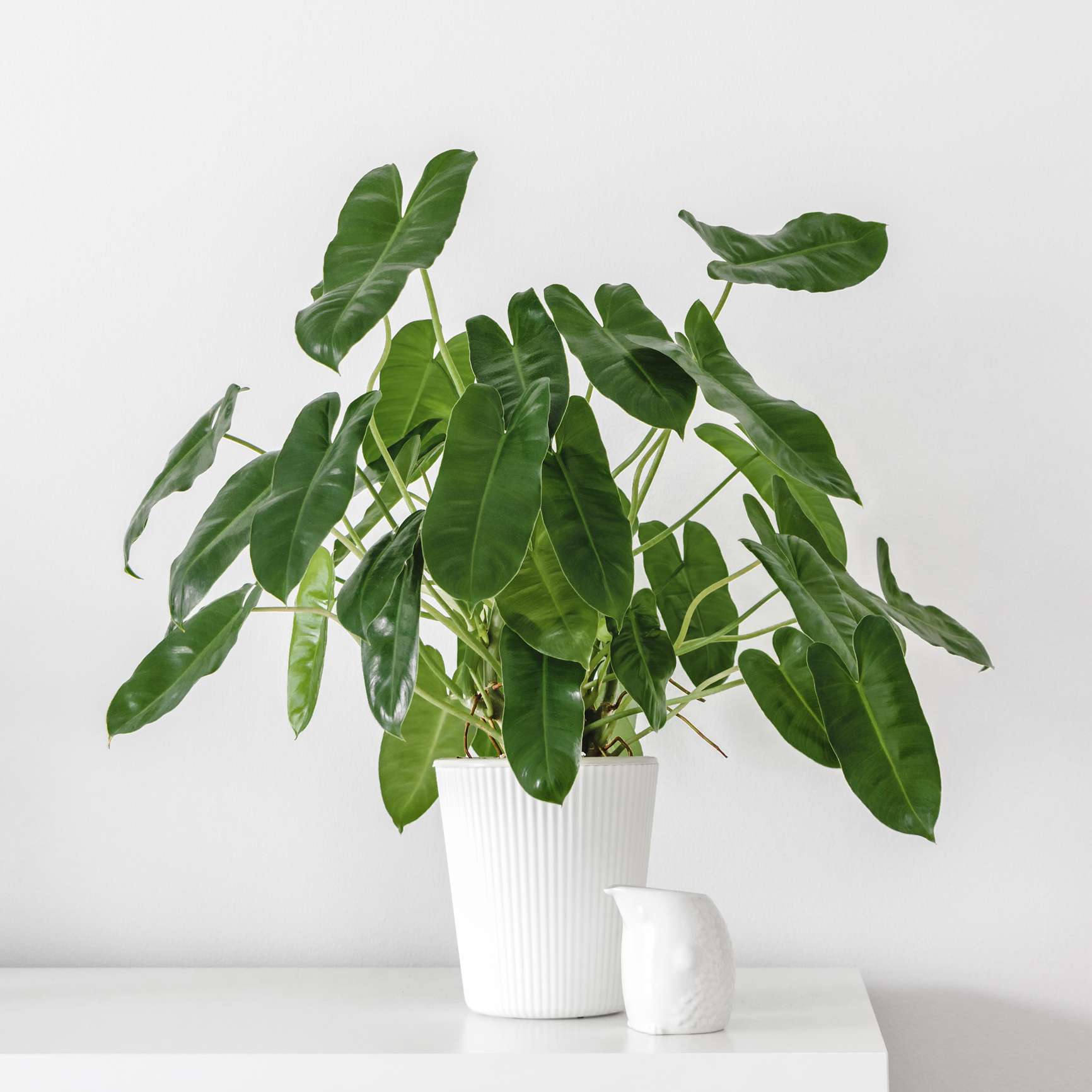在白色罐的Philodendron Burle Marx反对白色墙壁