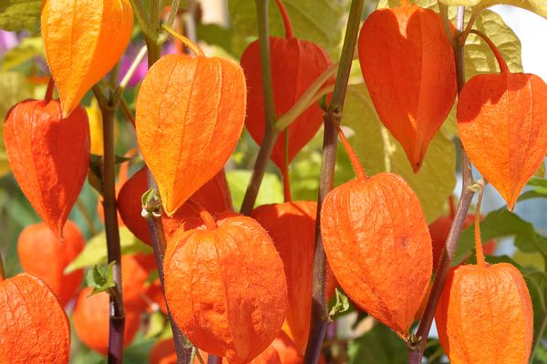 在户外阳光下生长的中国灯笼类植物，有亮橙色的外壳，淡绿色的叶子和紫色的茎