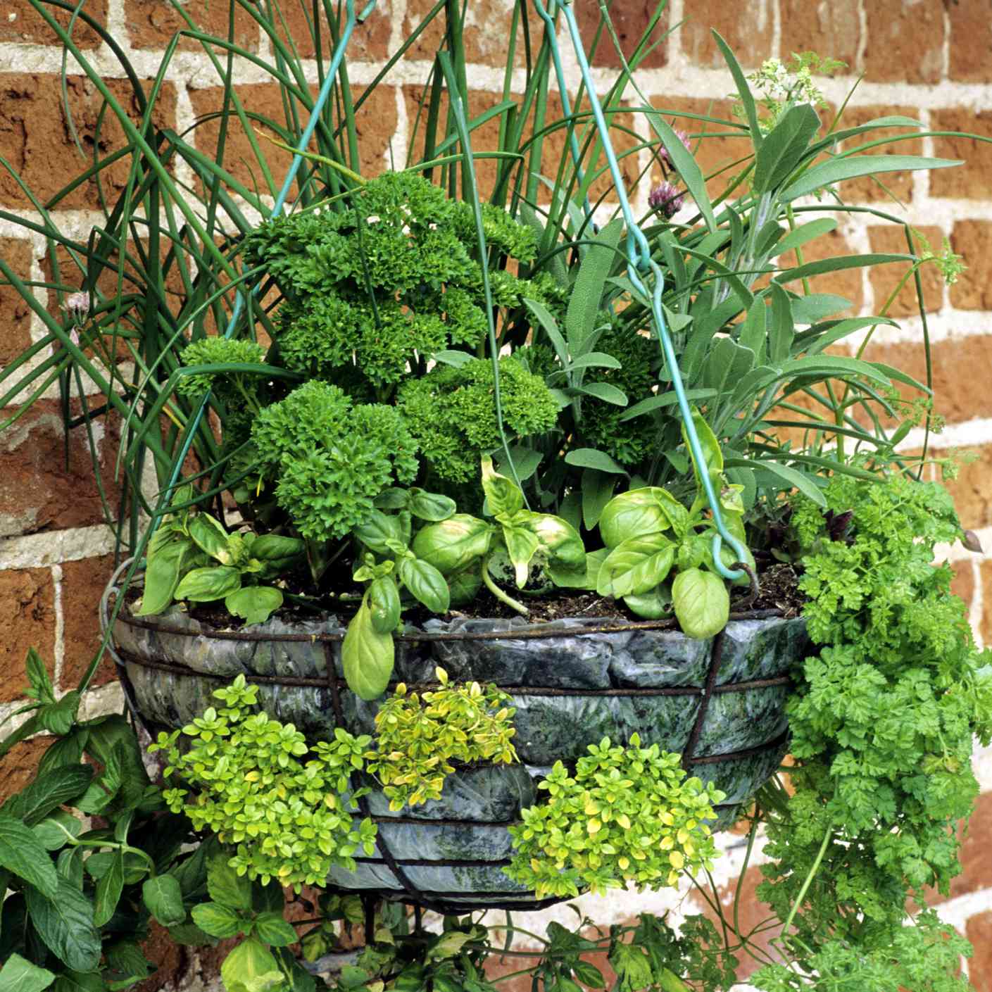 厨房草本植物挂篮种植靠砖墙