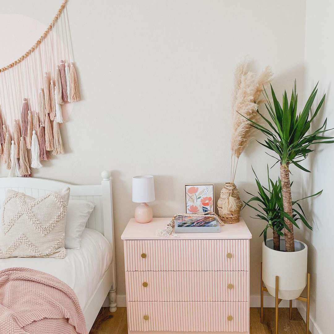 廉价的植物龙血树属植物