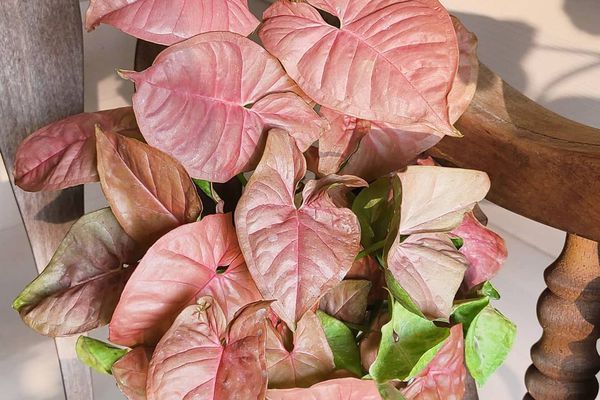 木椅上白色花盆里的粉红色箭头植物