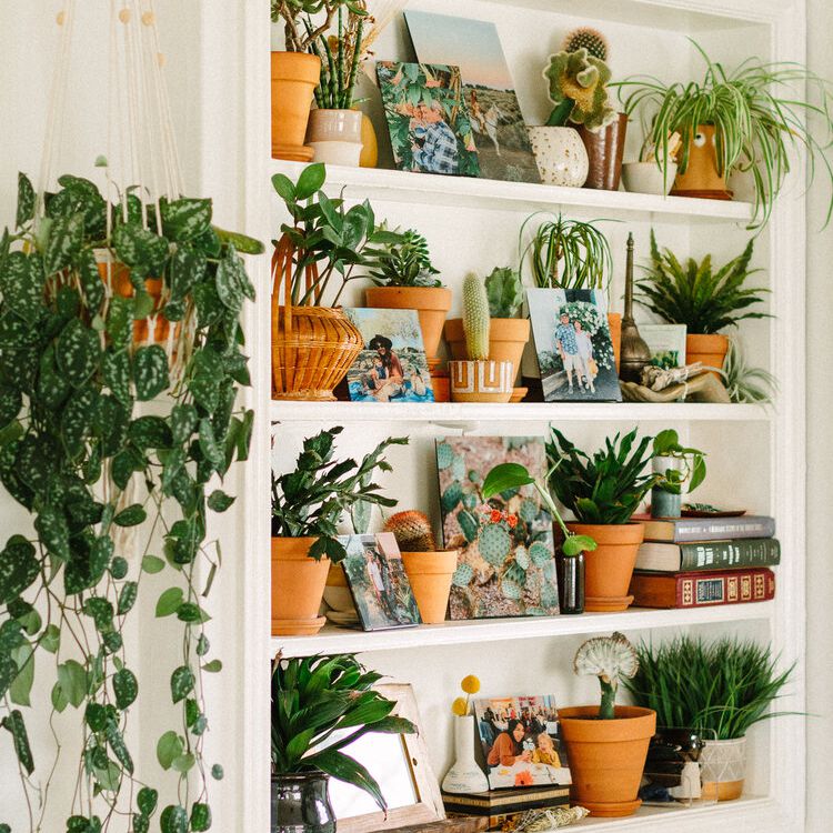 装满植物的架子。