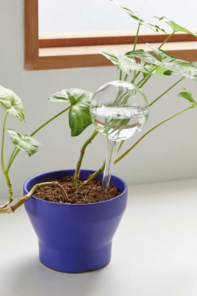 Muurla浇水灯泡套装