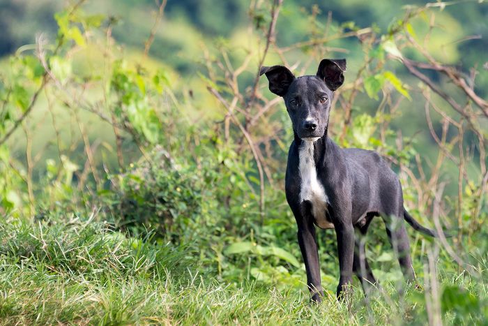混合育种- 10最美丽的狗品种
