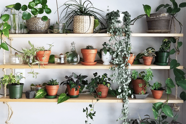 英语常春藤护理