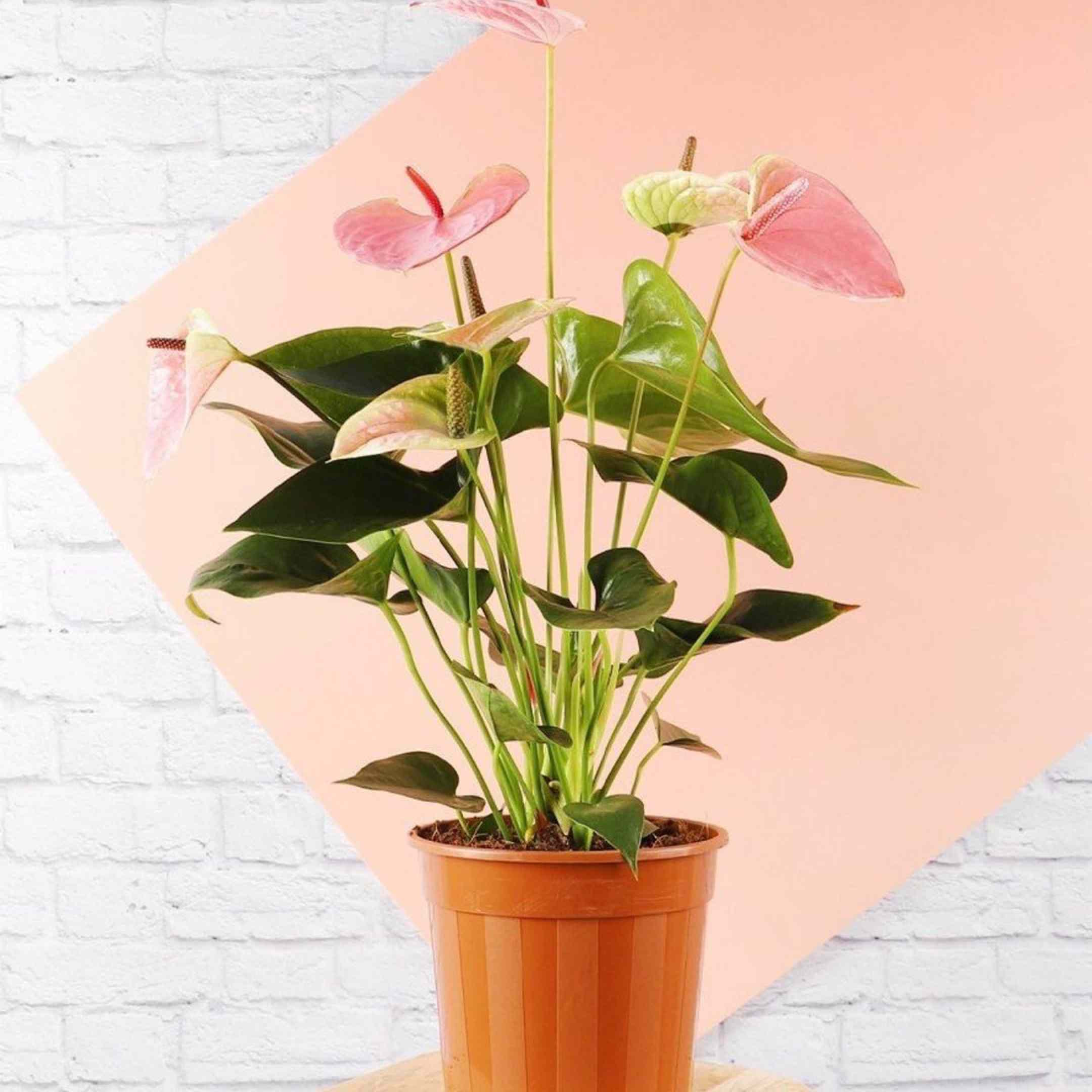 桃红色安祖花植物在桃红色和白色墙壁前面的橙色罐