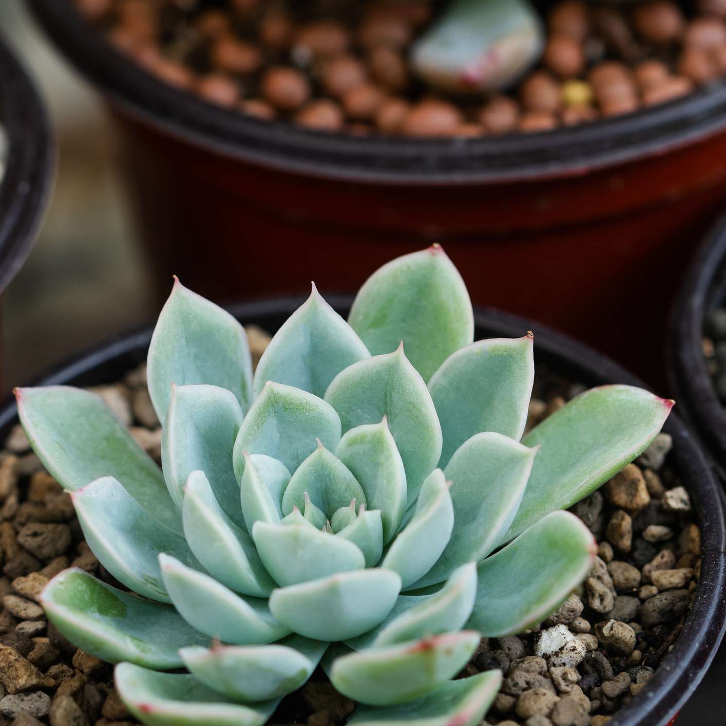 在碎石锅蓝色石莲花多汁