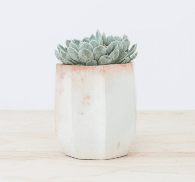 纳拉肥皂石种植园