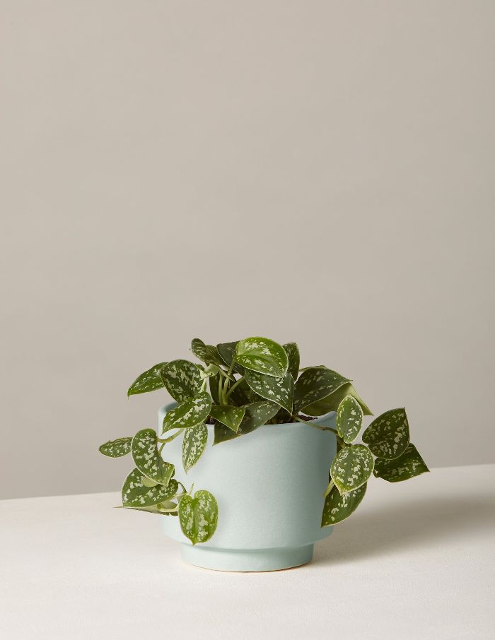 窗台蔓银小展望播种机