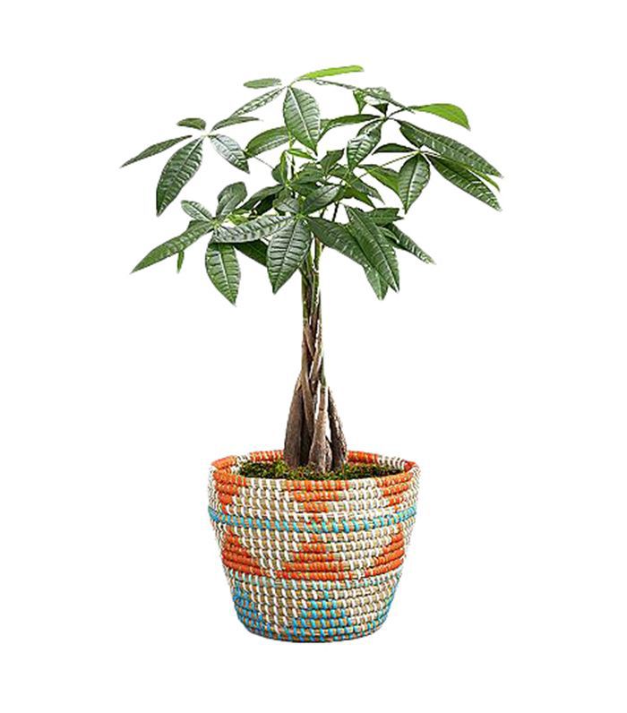 培植部落金钱树