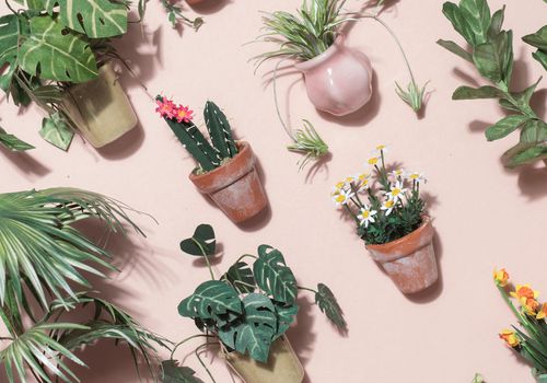 植物在锅