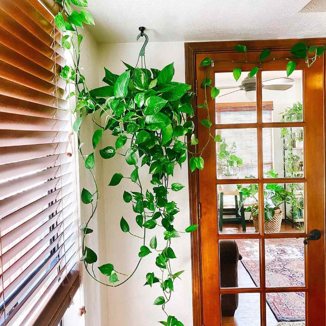 黄金pothos