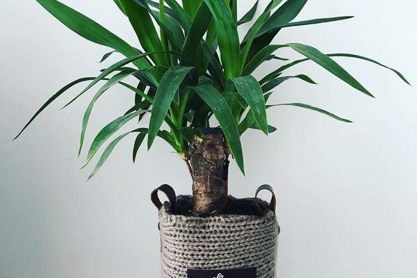 small yucca plant growing in woven pot sitting on flat rock on wooden desk