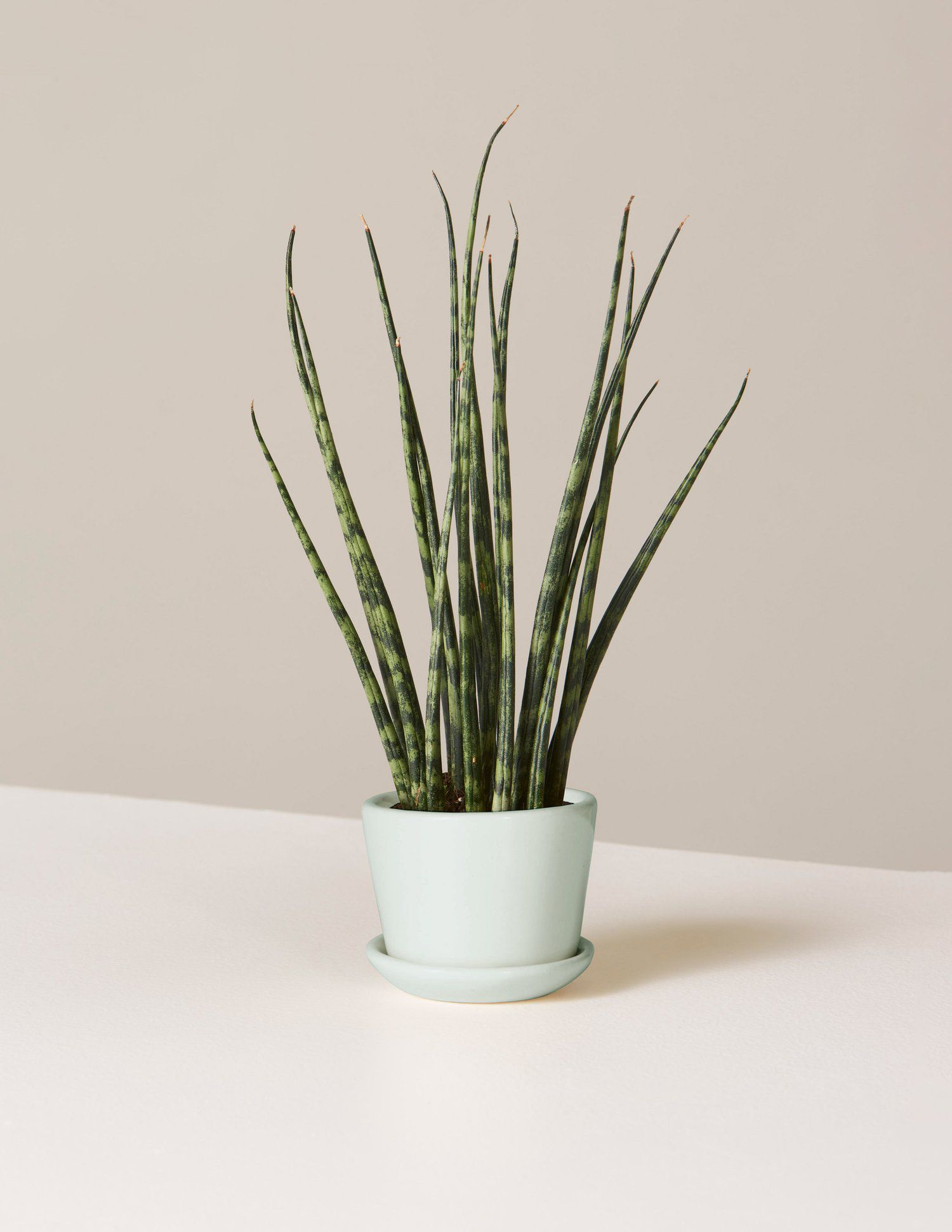 艾兹拉种植园的蛇