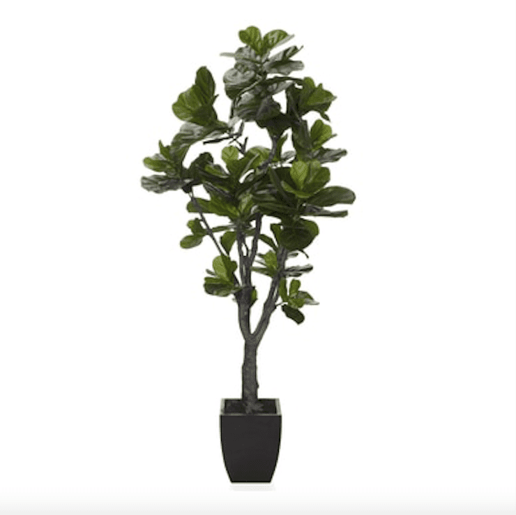 人造小提琴叶树