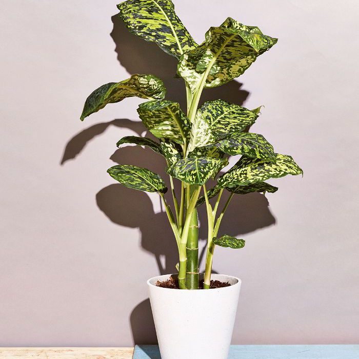 低光室内植物-哑手杖