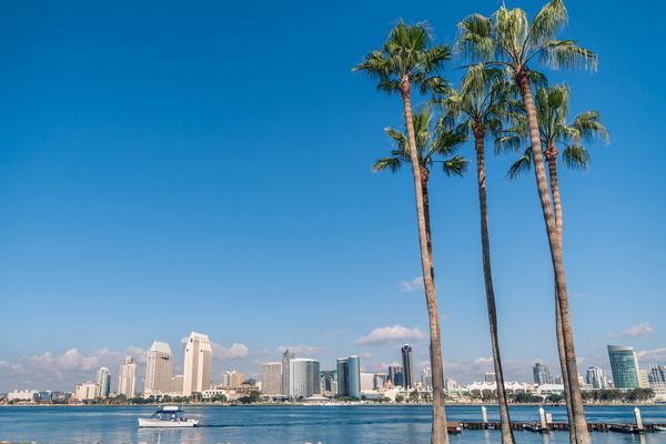 圣地亚哥，加州棕榈树