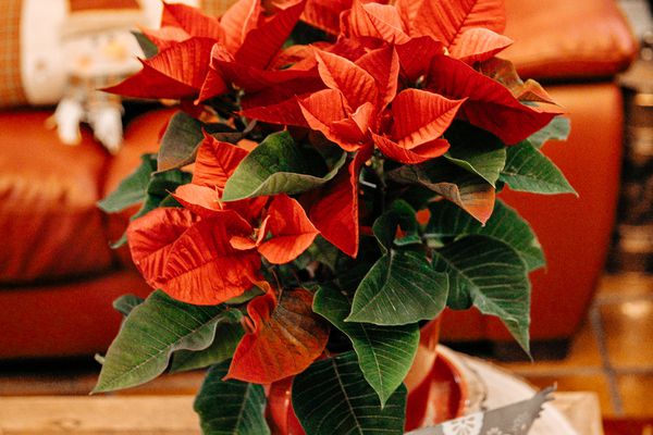 在木咖啡桌上的红色和绿色一品红在红色长沙发前面