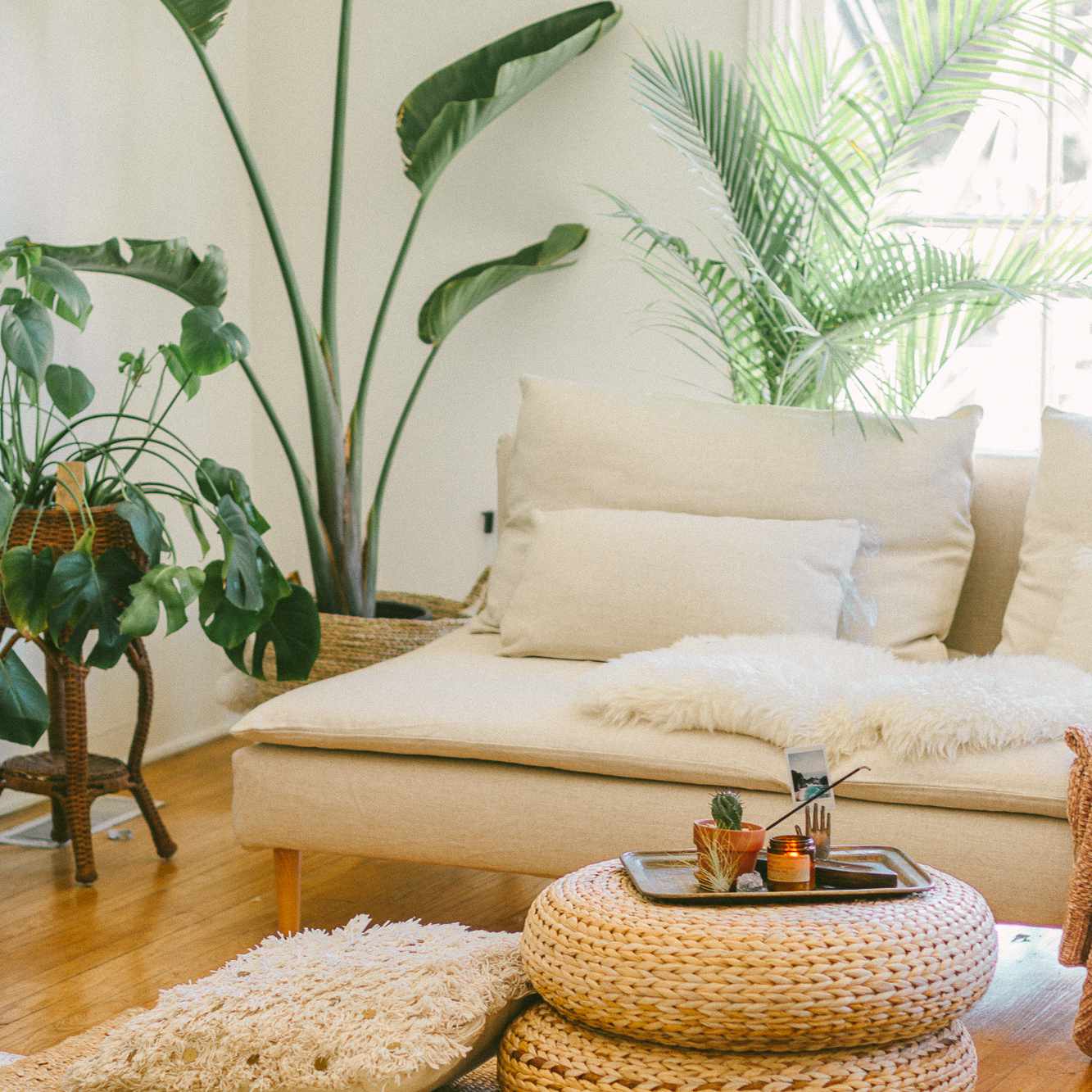 有白色长沙发和天堂鸟的客厅在背景中