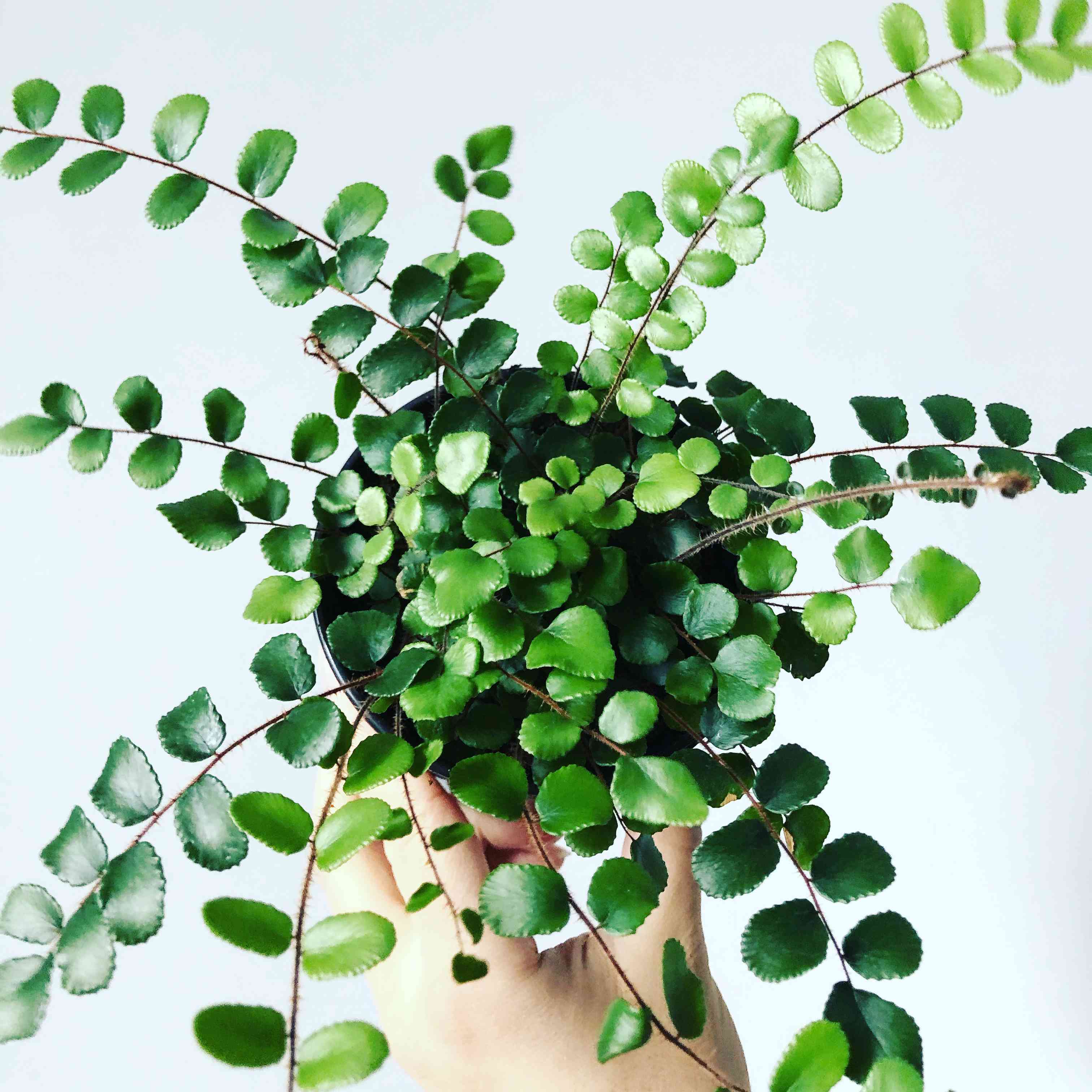 按钮蕨类植物小绿叶的特写镜头中被扣留的白色背景光面皮手