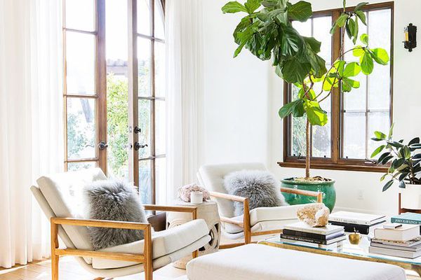 如何与大型植物装饰