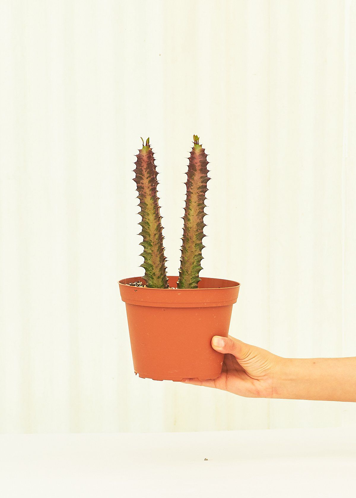 手里拿着非洲乳树