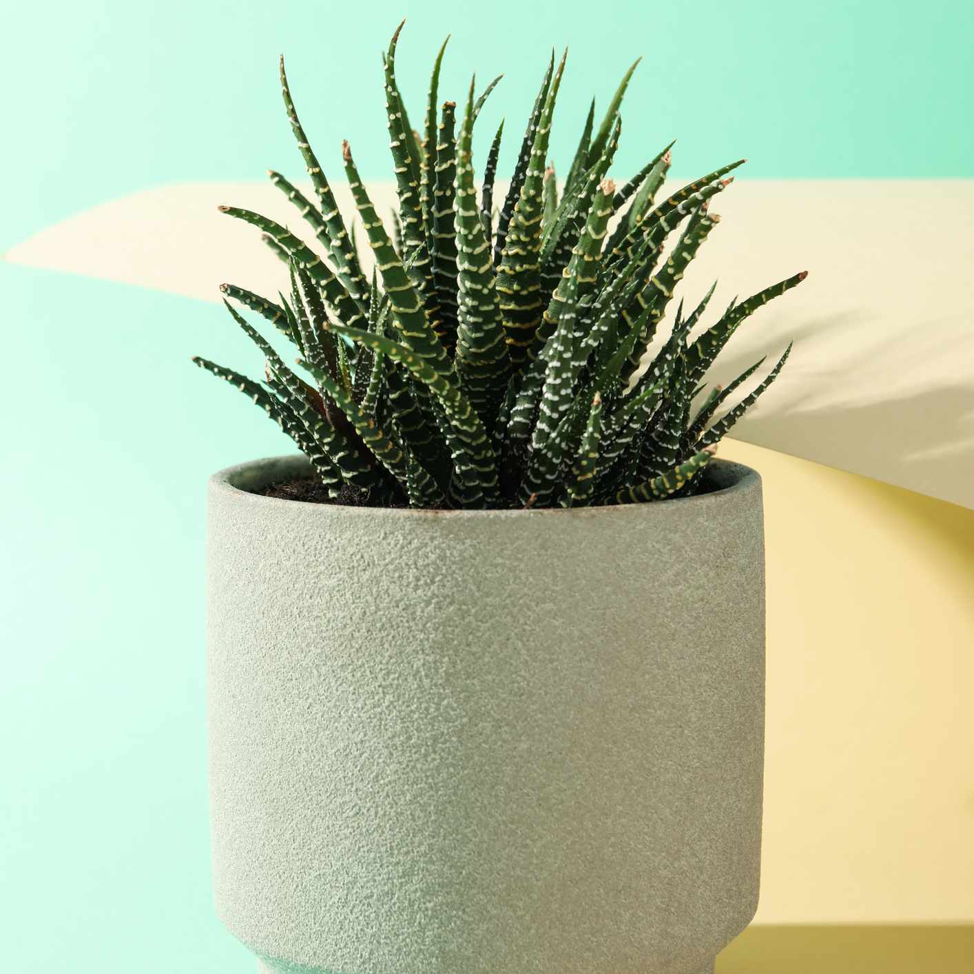 在浅蓝色和黄色背景的灰色花盆haworthia植物