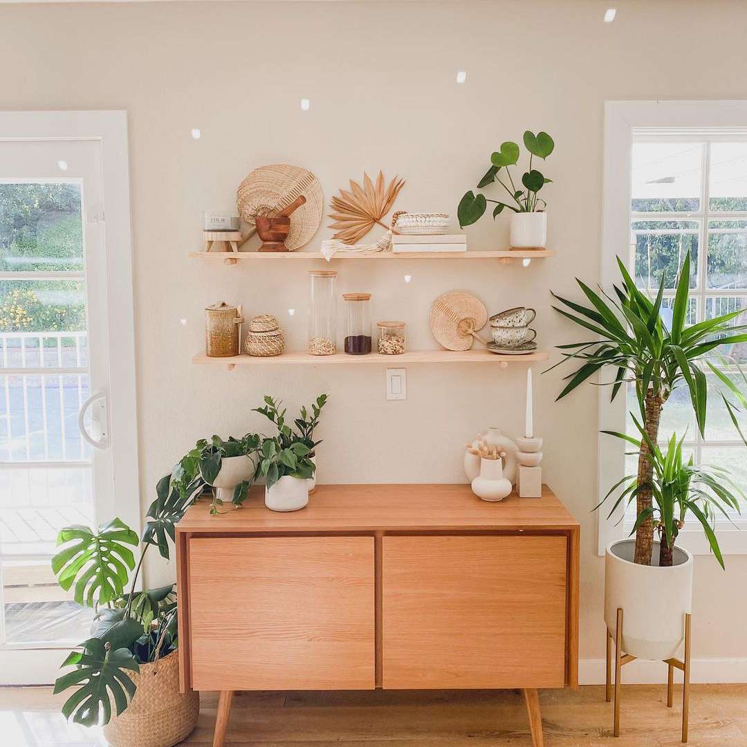 在一个世纪中叶的现代种植园里种植玉米