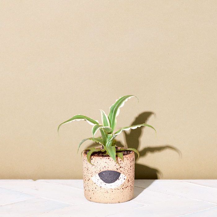 低光室内植物-地球之星