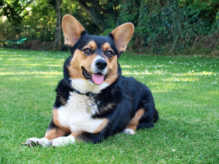 威尔士柯基- 10最美丽的狗品种