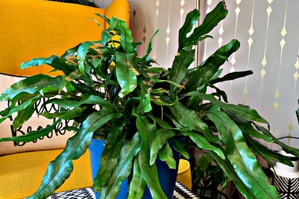 在蓝色罐的深绿袋鼠蕨在黑白桌布在黄色长沙发前面