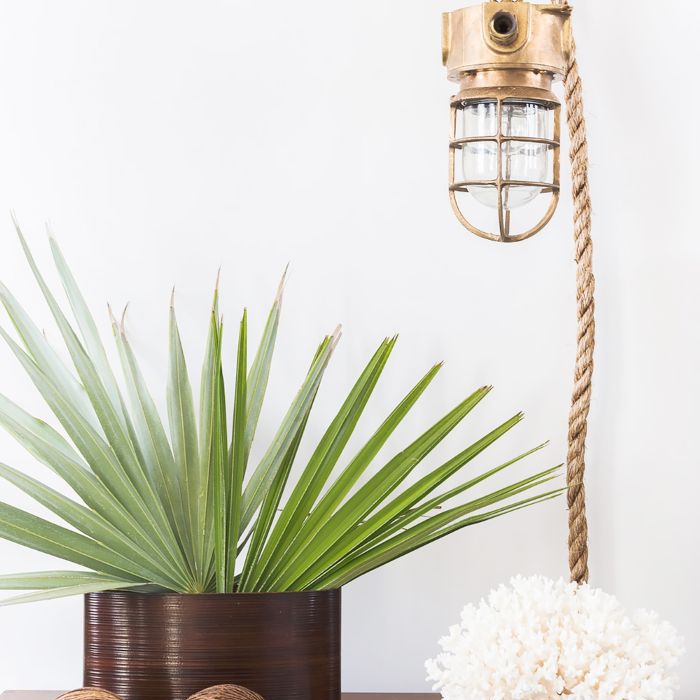 光和植物在改建的Alys海滩的家