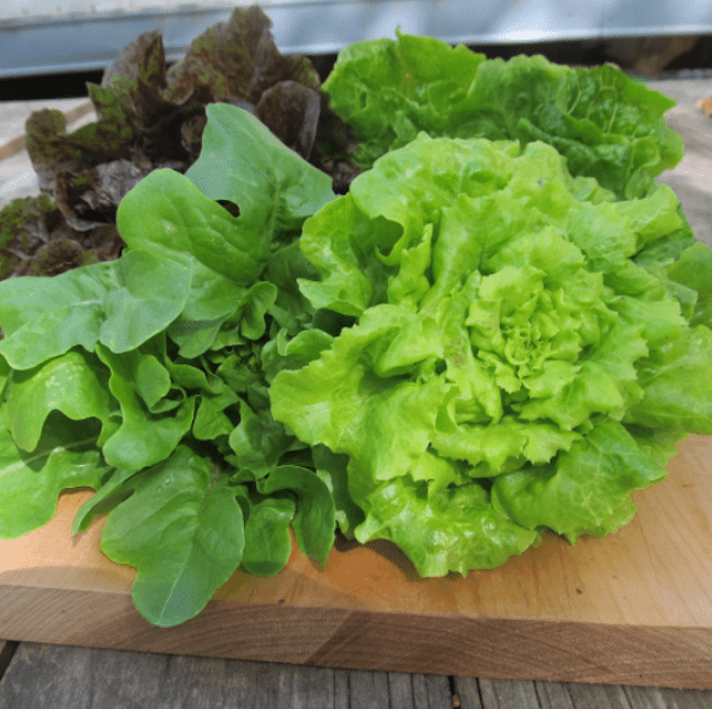 小宝石生菜混合物。